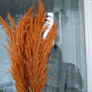 Op de afbeelding: Een bos gedroogd pampasgras met lange, vederachtige pluimen in een warme oranje kleur. Het gras is in een vaas gerangschikt en wordt getoond tegen een raam met een wit kanten gordijn.