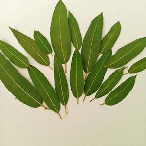 May include: A collection of green willow leaves, each with a distinct central vein and a pale yellow midrib. The leaves are displayed against a white backdrop, highlighting their elongated form and natural texture. The leaves vary in size.