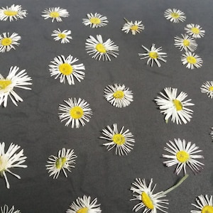 50 getrocknete gepresste Blumen, getrocknete gepresste Gänseblümchen, gepresste Gänseblümchen, echte Gänseblümchen, Blumen für Harz, Bastelprojekte, Hochzeitskarte, Harz, getrocknete Blumen