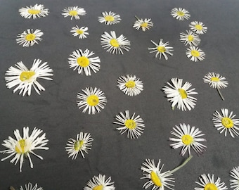 50 Dried Pressed Daisies, Real Flower Blossoms, Craft Projects