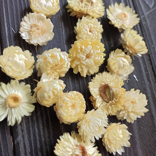 100 Dried white flowers, dry flowers, white strawflowers,Resin Craft Supply, Wedding Table Decor, Everlasting flowers