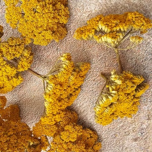 Puede incluir: Flores amarillas secas dispuestas sobre una superficie texturizada de color marrón claro.