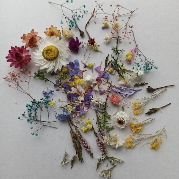 100 Pcs Small Dried Flowers, Tiny Dry Flowers,flowers for Resin,mini Flower  for Resin Craft, Dry Flower Supply,flower for Resin Art 