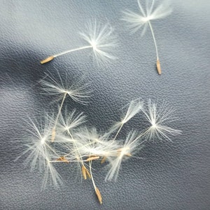 500 pieces Dandelion Seeds ,Plants for resin jewelry, Dry flower for jewelry, dandelion seeds for resin jewelry, Tiny dried flower