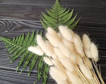 White Dried Bunny Tail Grass, Lagurus Ovatus