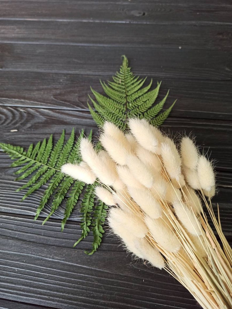 White Bunny Tails Bunny Tail Grass Dried Flowers Lagurus Etsy