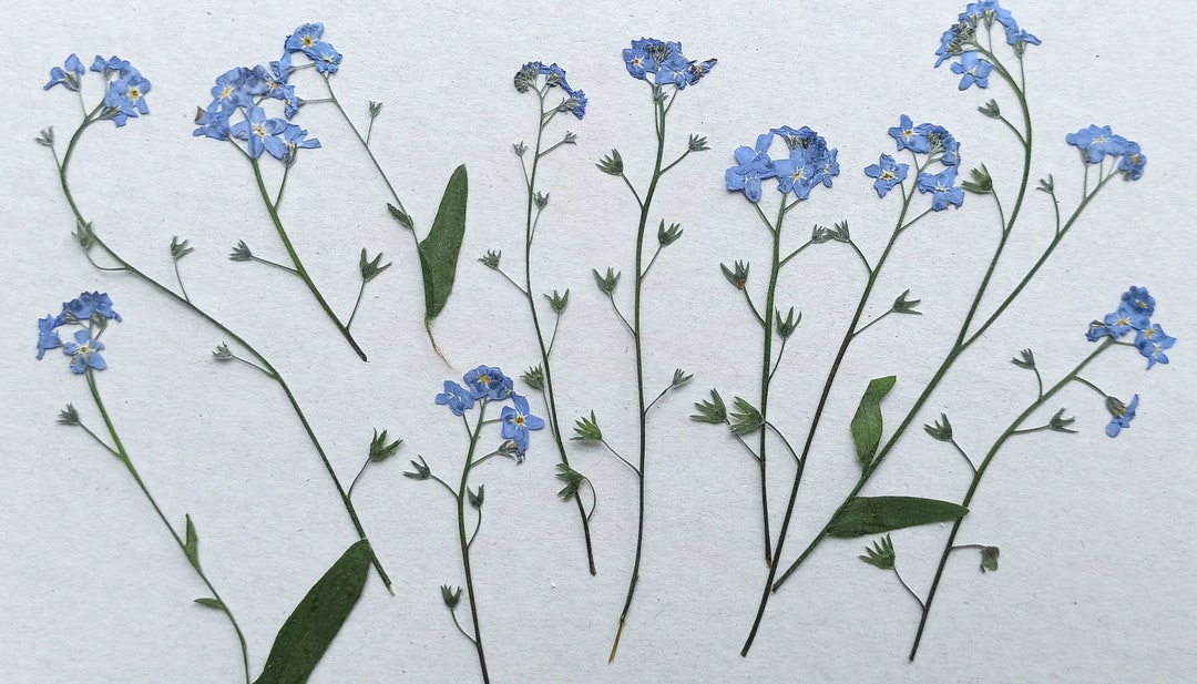 20 PCS Dried Pressed Me Not Flowers Tiny Flowers Blue Etsy