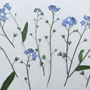 20 fleurs myosotis séchées pressées, petites fleurs, mini fleurs bleues pour résine, art botanique, herbier