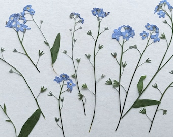 20 PCS Dried Pressed Forget Me Not Flowers, Herbarium Supplies