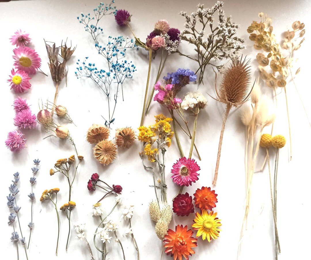 Small Dried Flowers Tiny Dry Flowers Tiny Dried Flowers Etsy