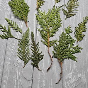 Pressed Green Cedar,Real Cedar,Natural Cedar,Dried Natural Cedar