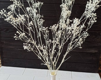 Gypsophila blanca seca, aliento de bebé real, suministros para manualidades florales