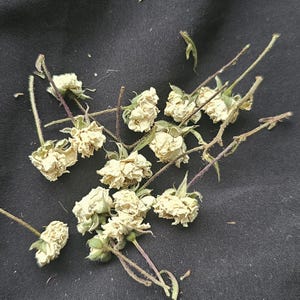 15 Dried White Roses.tiny Resin Flowers.small Dried Flowers.resin ...