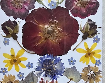 50 Mixed Dried Pressed Flowers and Leaves, DIY Crafts