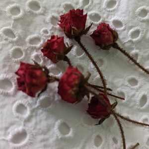 Real Dry Roses,miniature Rose Buds,dried Roses - Etsy