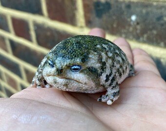 desert rain frog plush
