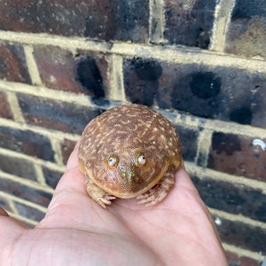 May include: A brown and white frog with green eyes sitting on a person's hand. The frog has a speckled pattern on its back.