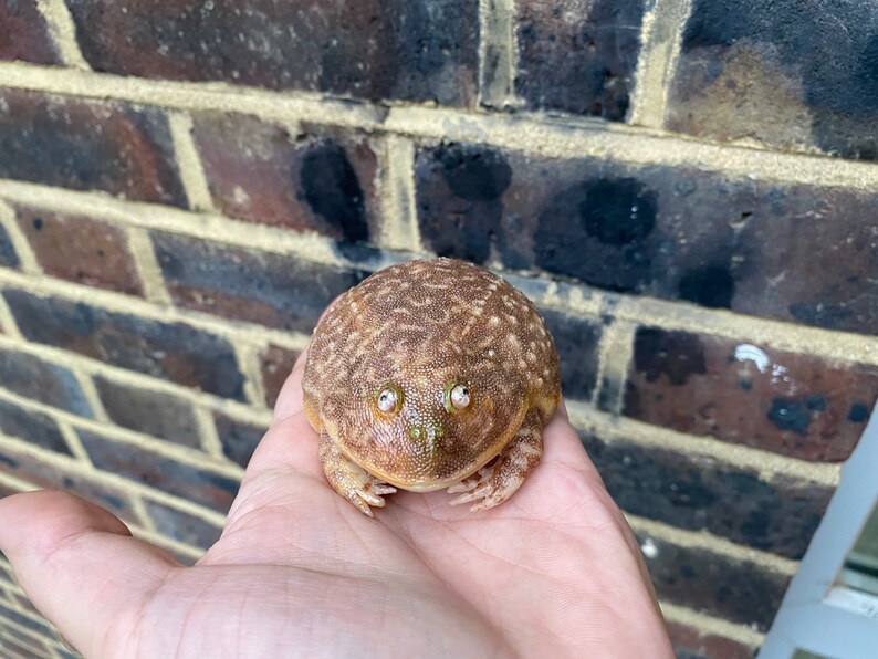 May include: A brown and white frog with green eyes sitting on a person's hand. The frog has a speckled pattern on its back.