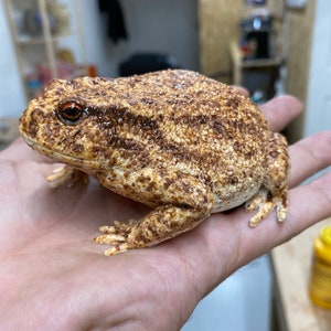 European Common Toad Figurine 11 cm length..