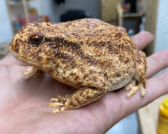 May include: A close-up of a brown and white toad with red eyes. The toad is sitting on a person's hand.