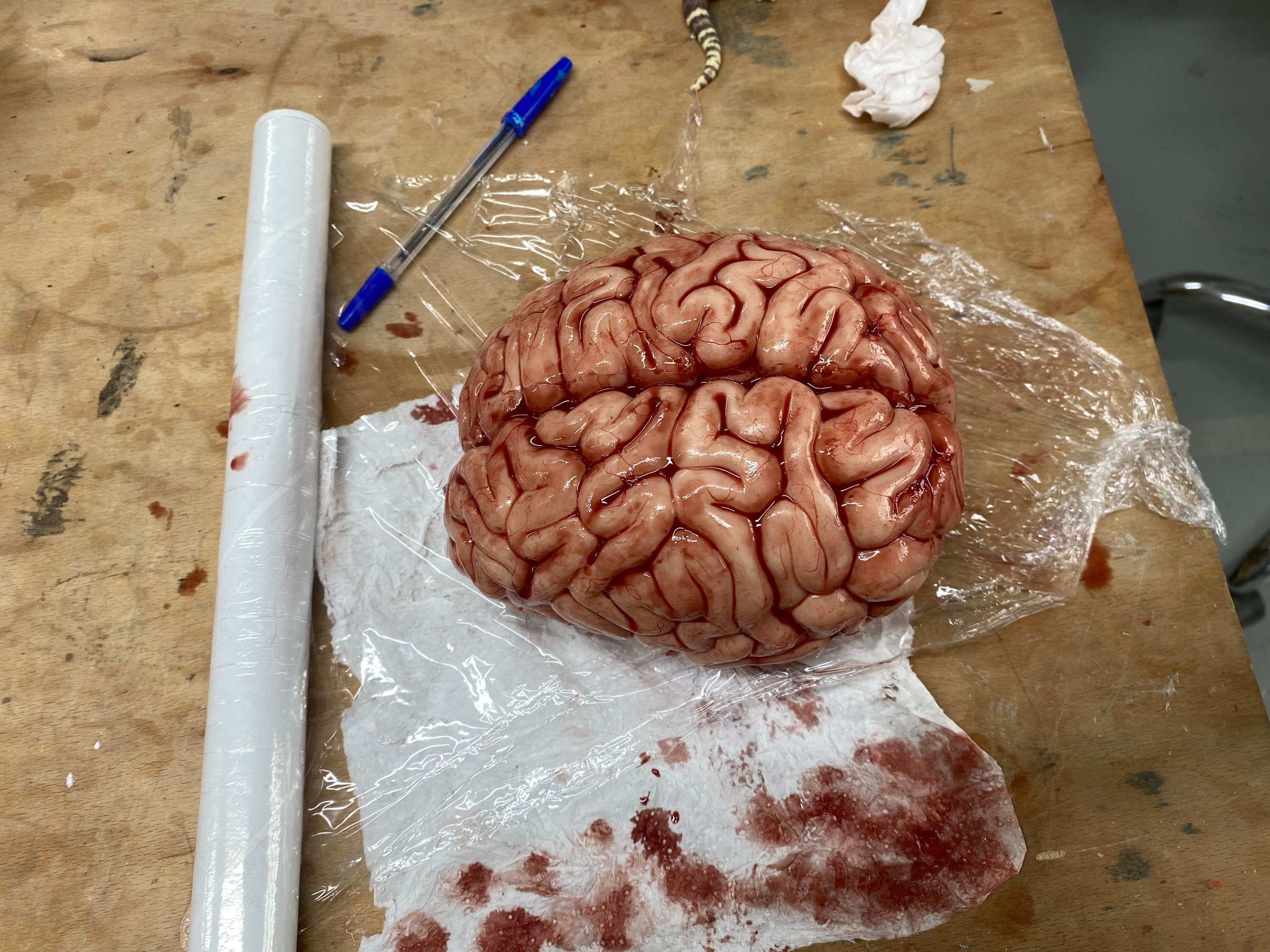 Realistic Silicone Human Brain, 16 Cm Length/ Lifesize - Etsy Finland, image size:2992x2244