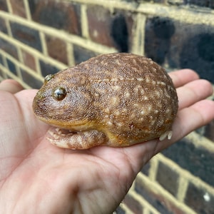 May include: A brown and tan frog with a bumpy texture, sitting on a person's hand.