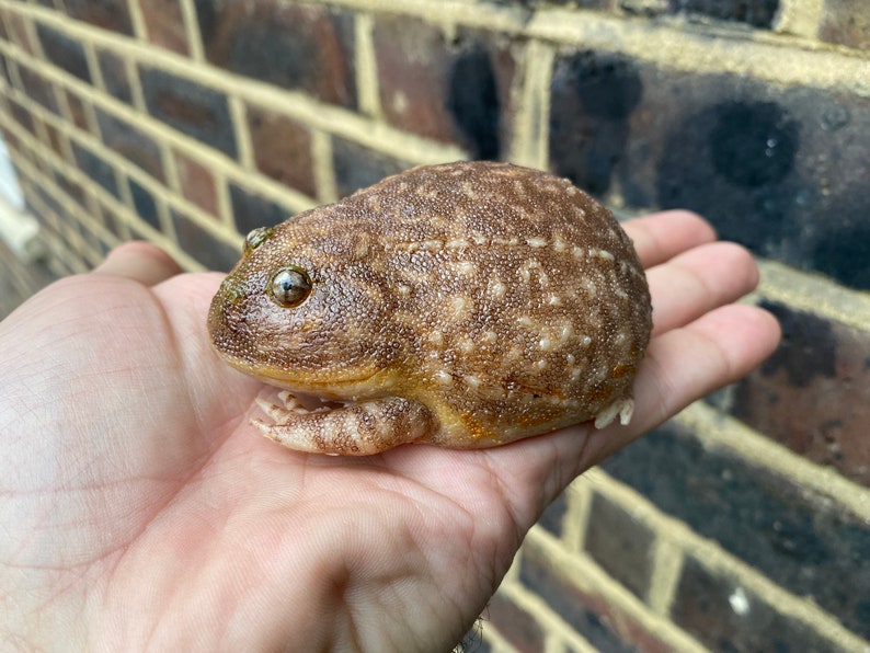 May include: A brown and tan frog with a bumpy texture, sitting on a person's hand.