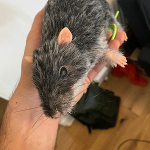 Realistisches Modell einer atmenden Ratte