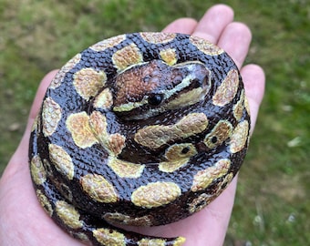 Pitón bola (10 cm de diámetro)