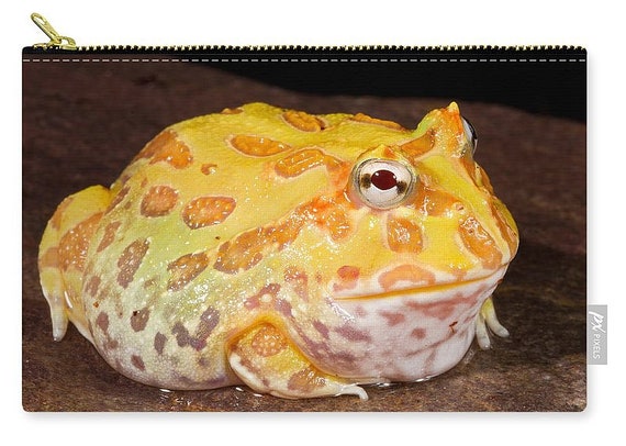 飛躍のカエル chanet_810754