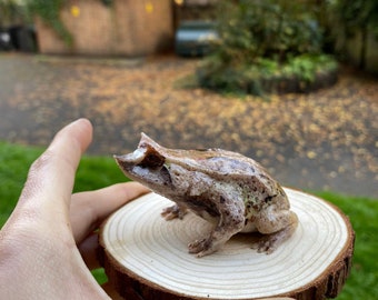 May include: A small, brown and gray frog figurine with a pointed snout, sitting on a wooden round base.