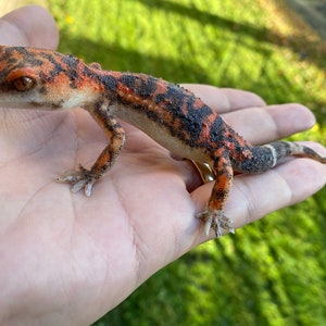 The spotted ground gecko or Japanese cave gecko figurine 14 cm length
