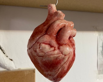 Può includere: Modello anatomico realistico di un cuore umano, sospeso con un filo metallico. Il cuore è di colore rosso carne con vene e arterie visibili. Il modello è dettagliato e sembra a grandezza naturale, mostrando l'intricata struttura dell'organo.