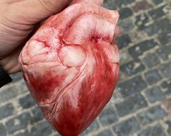 Può includere: Un modello di cuore umano realistico, carnoso e rosso. Il cuore è appeso a un gancio argentato.
