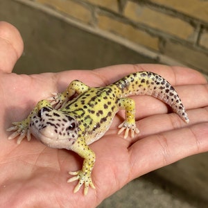 May include: A small yellow and black leopard gecko with a spotted pattern, sitting on a person's hand.