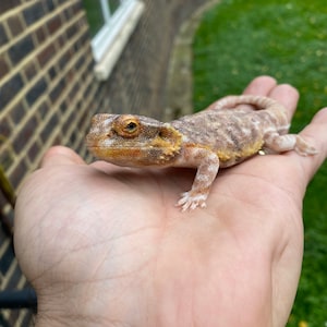 Bearded Dragon Gecko figurine 13,5cm length