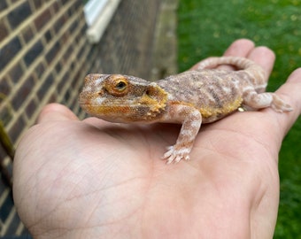 May include: A small, light brown lizard with white and yellow markings is held in a person's hand. The lizard has a spiky crest on its head and is looking directly at the camera.