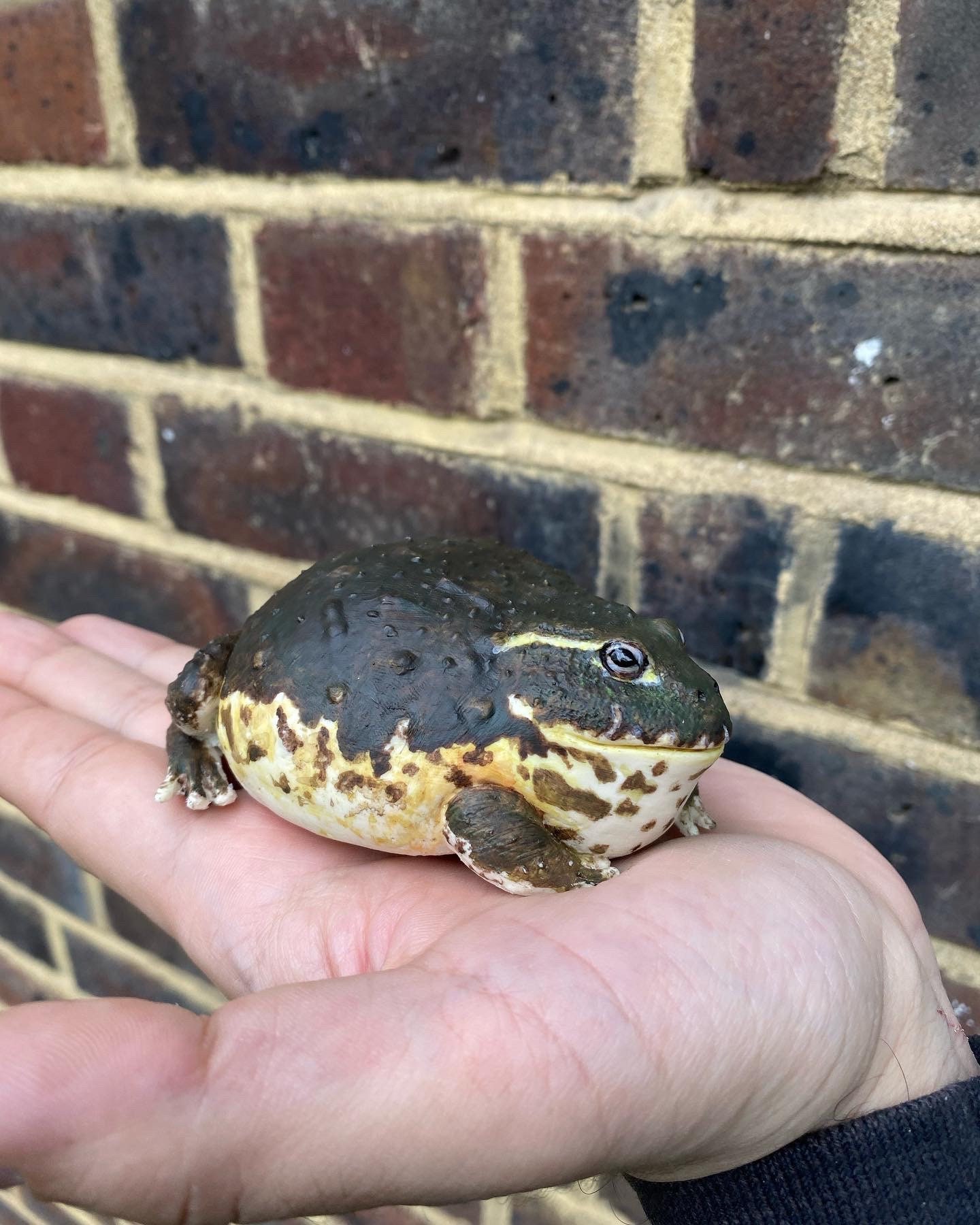 アフリカウシガエル / ピクシーフロッグの置物 長さ 10 cm。 - Etsy 日本