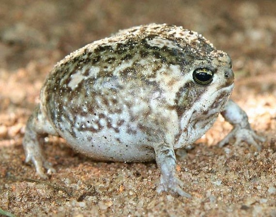 ラピスラズリのカエルの置物です。 置物
