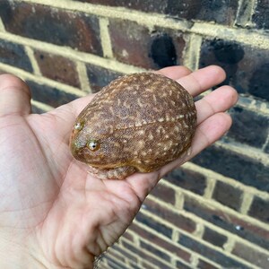 May include: A brown and tan frog with large, bulging eyes. The frog is sitting on a person's hand.