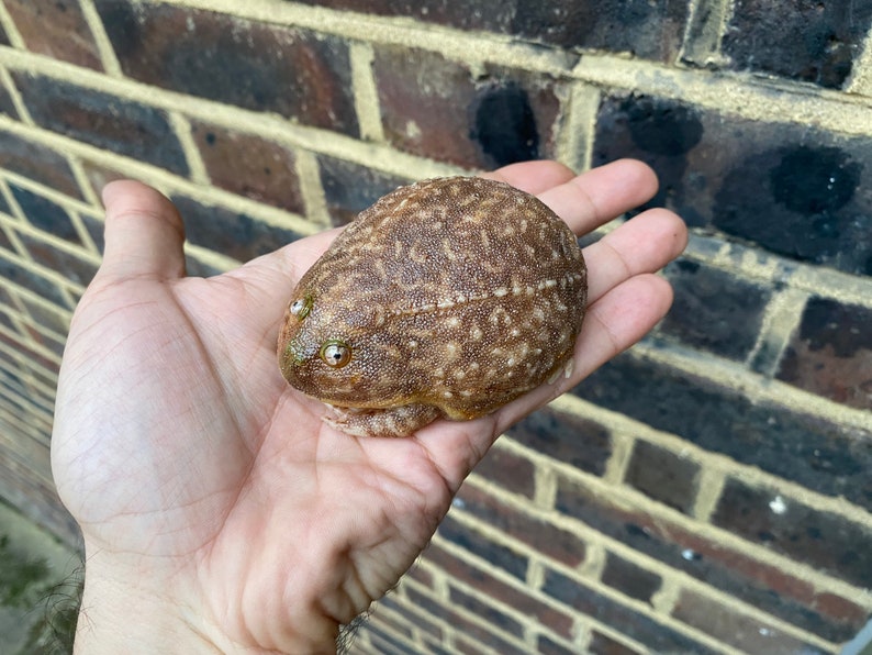 May include: A brown and tan frog with large, bulging eyes. The frog is sitting on a person's hand.