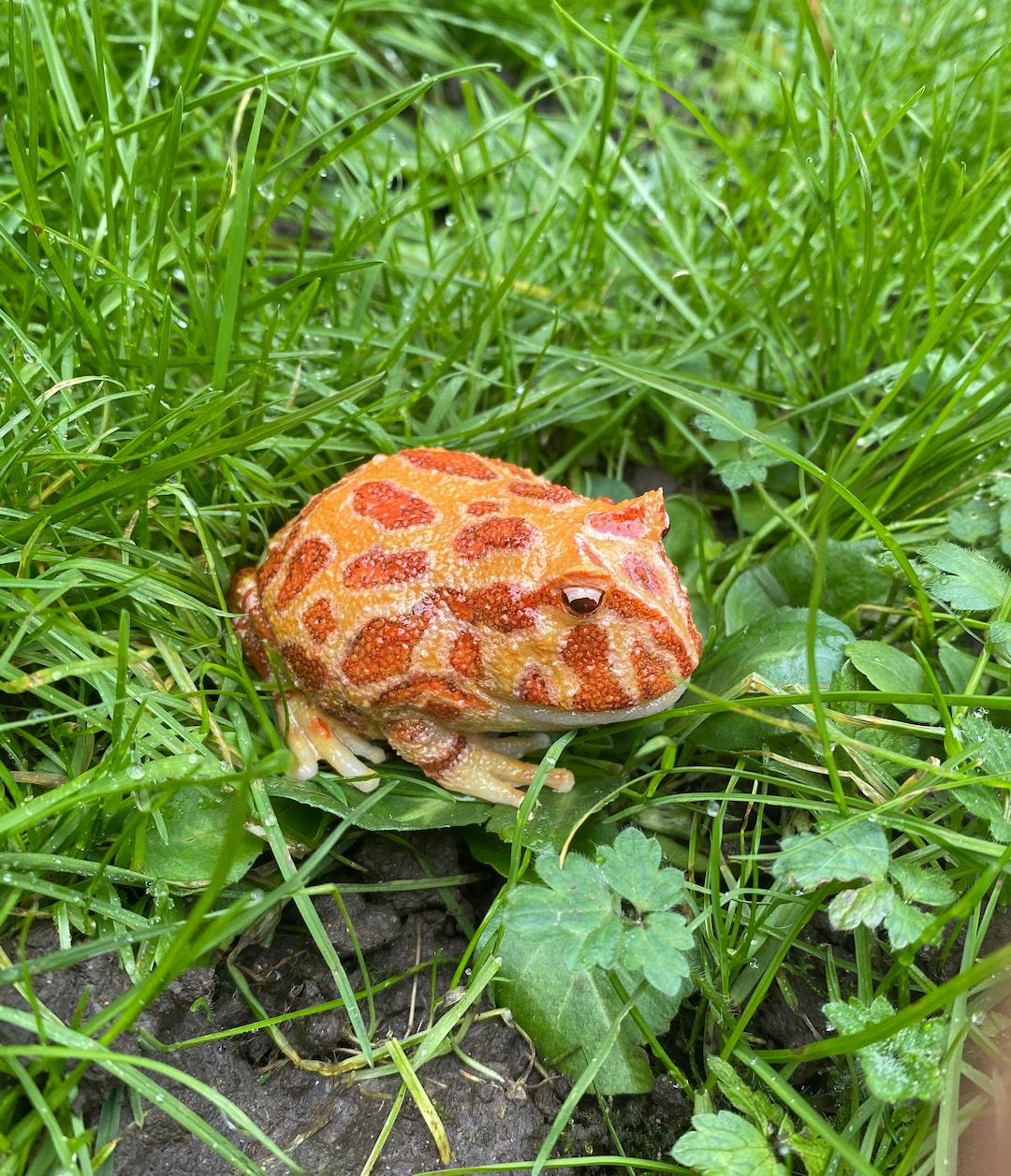 Realistic Albino Orange Argentine Horned Frog