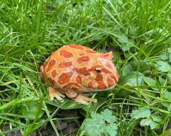 May include: A bright orange and red patterned frog sitting in green grass. The frog has a bumpy texture and is looking to the right.