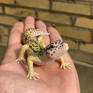 May include: A small yellow and black leopard gecko with white spots on its back is sitting on a person's hand.