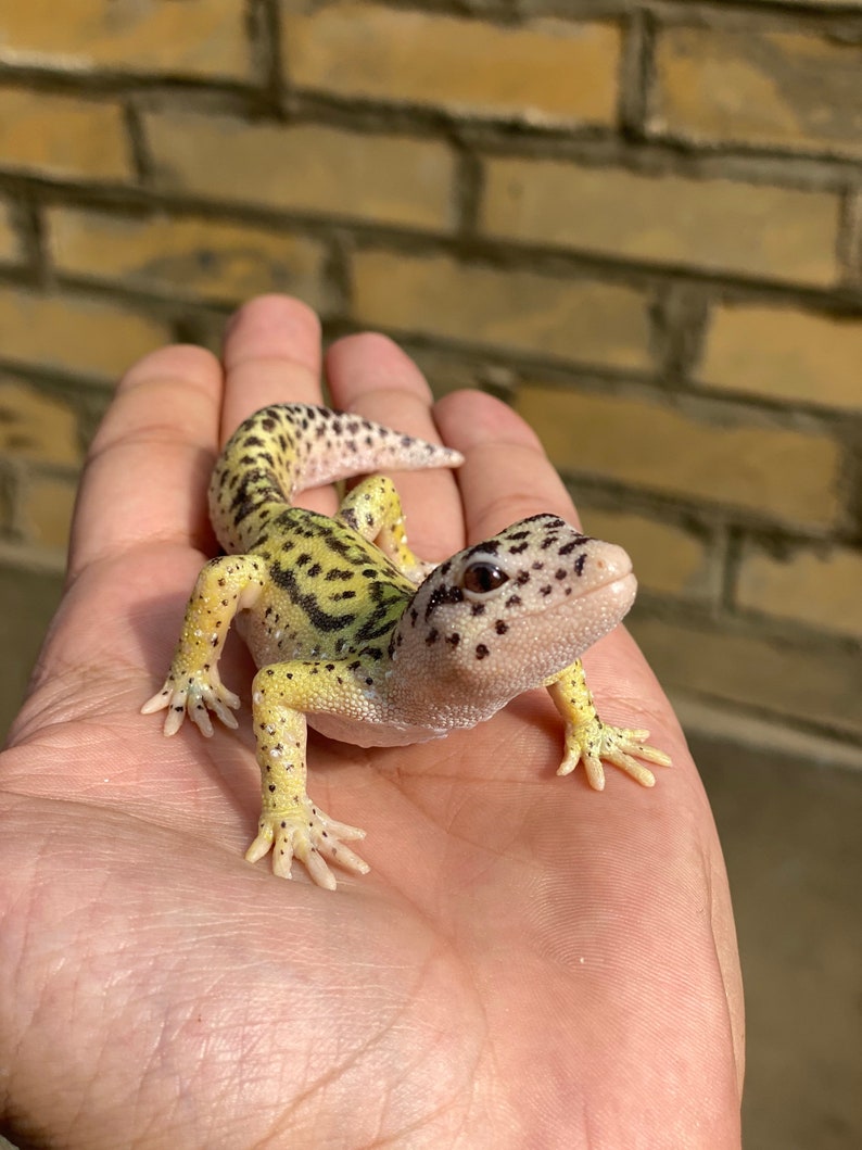 May include: A small yellow and black leopard gecko with white spots on its back is sitting on a person's hand.