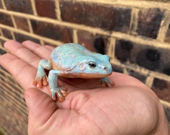May include: A small, light blue frog with orange feet sitting on a person's hand. The frog has black eyes and a white belly.
