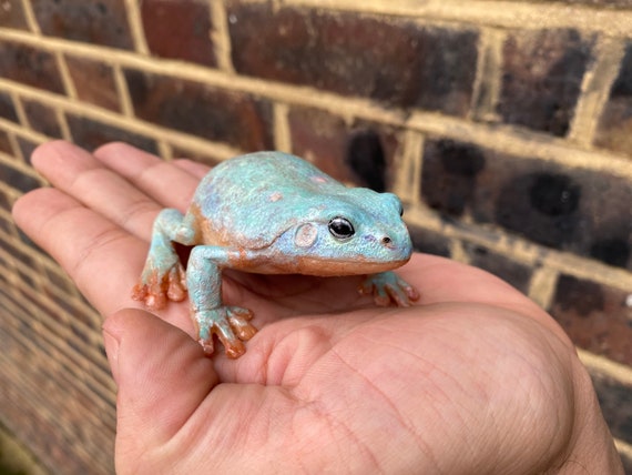 White Tree Frog Figurine, Australian Green Tree Frog 8cm Lengt