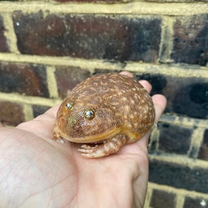 May include: A brown and tan frog with large, round eyes. The frog has a bumpy texture and is sitting on a person's hand.