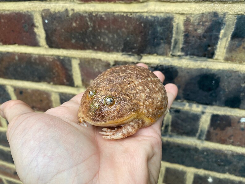 May include: A brown and tan frog with large, round eyes. The frog has a bumpy texture and is sitting on a person's hand.