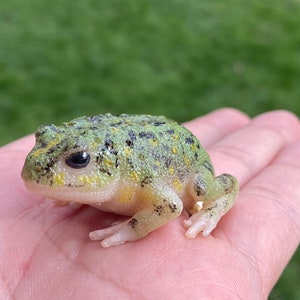 Baby Toad , green colour . 4cm length